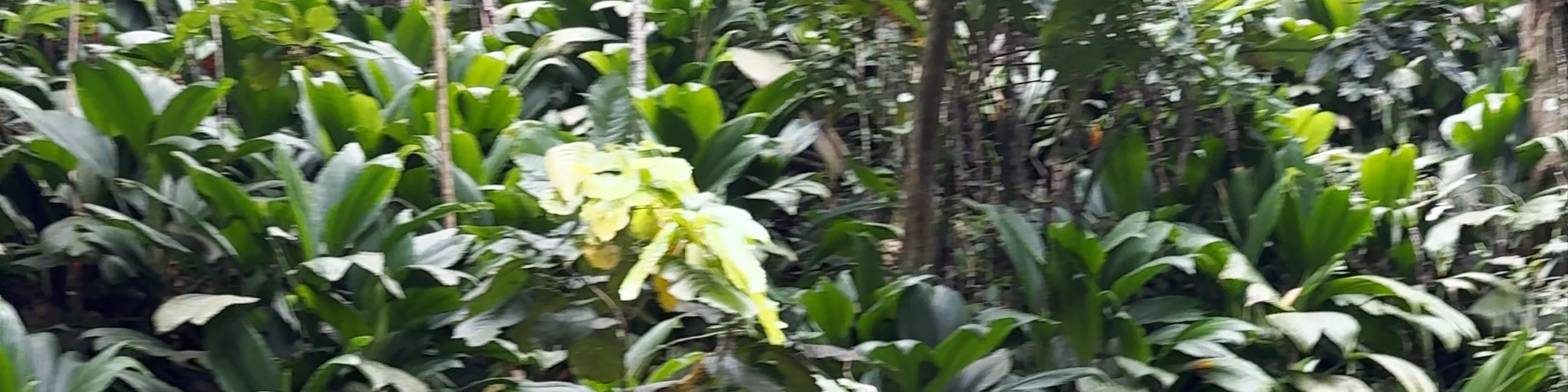 Cascade de Bis