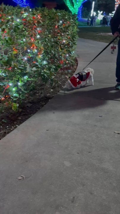 Largo Central Park - Mocha Coconut sniffing and walking. So dog friendly. So may dogs were walking with their family - Parks Near Me - Largo, Florida