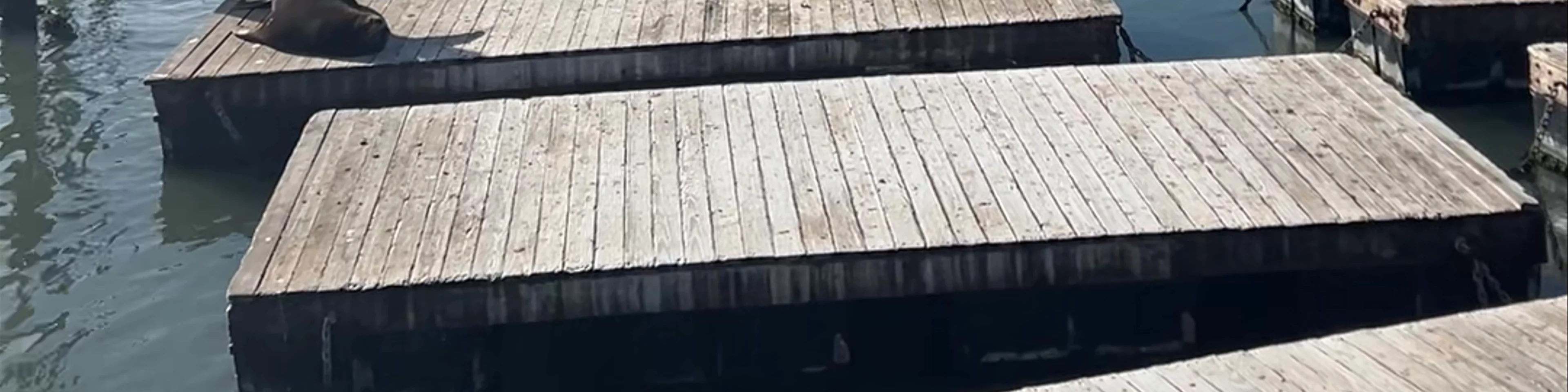 Sea Lion Viewing Area
