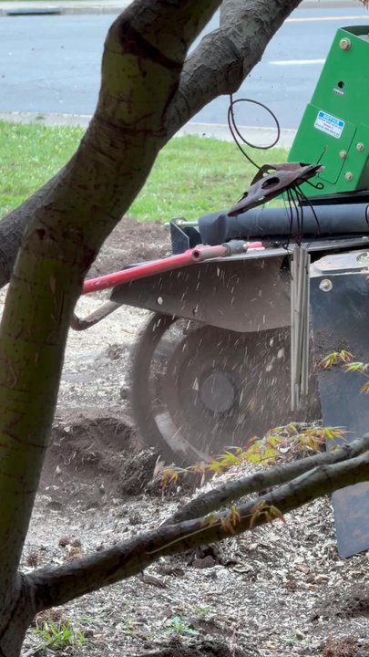 Tree of Eden - Grinding down stump & roots of Liquid Ambers tree - Tree Services Near Me - Chico, California