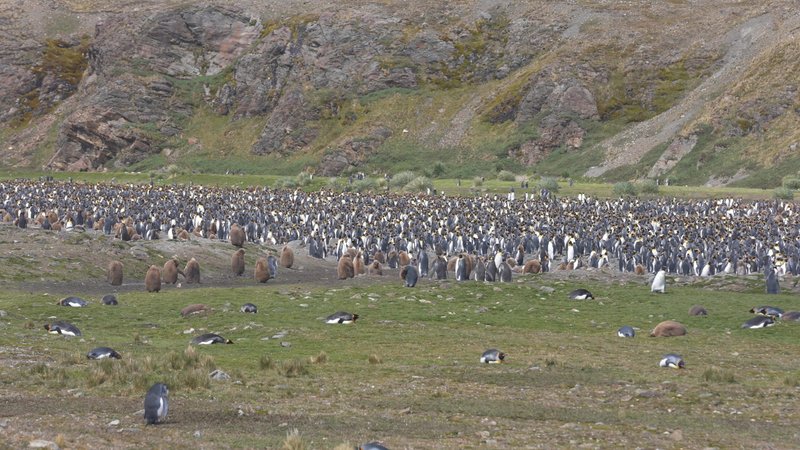 King Penguins in South Georgia poster