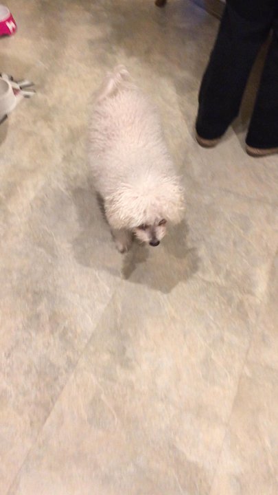 Quality Veterinary Care - Coconut is all better now, being herself chubbing up. Thank you Quality Veterinarian Care. - Veterinarians Near Me - Elmont, New York