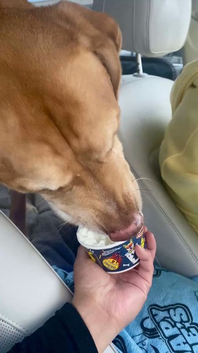 Dutch Bros Coffee - Reese enjoying his pup cup - Juice Bars & Smoothies Near Me - Escondido, California