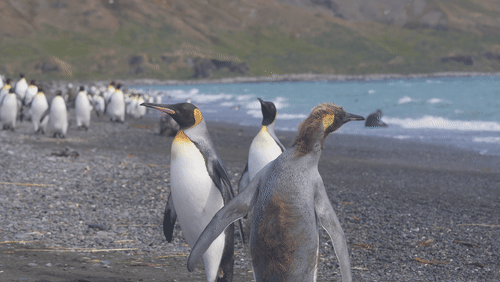 King Penguins in South Georgia animated gif