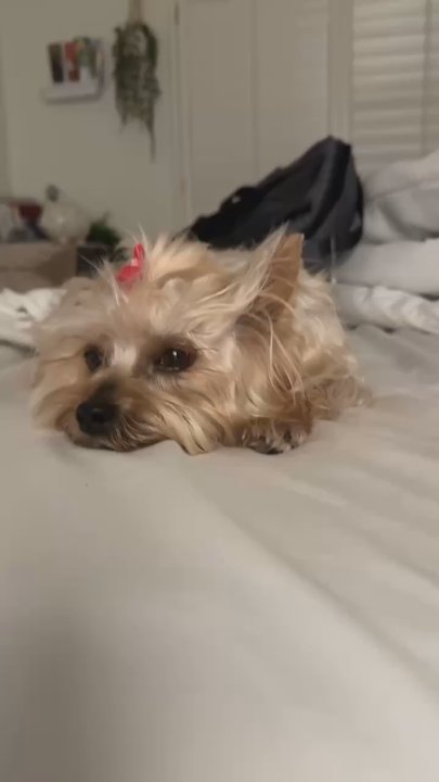 Julian's Pet Grooming - The one who groomed my dog was a hispanic lady with brown hair and only speaks spanish. Story explained in google review under their page! - Pet Sitting Near Me - El Paso, Texas