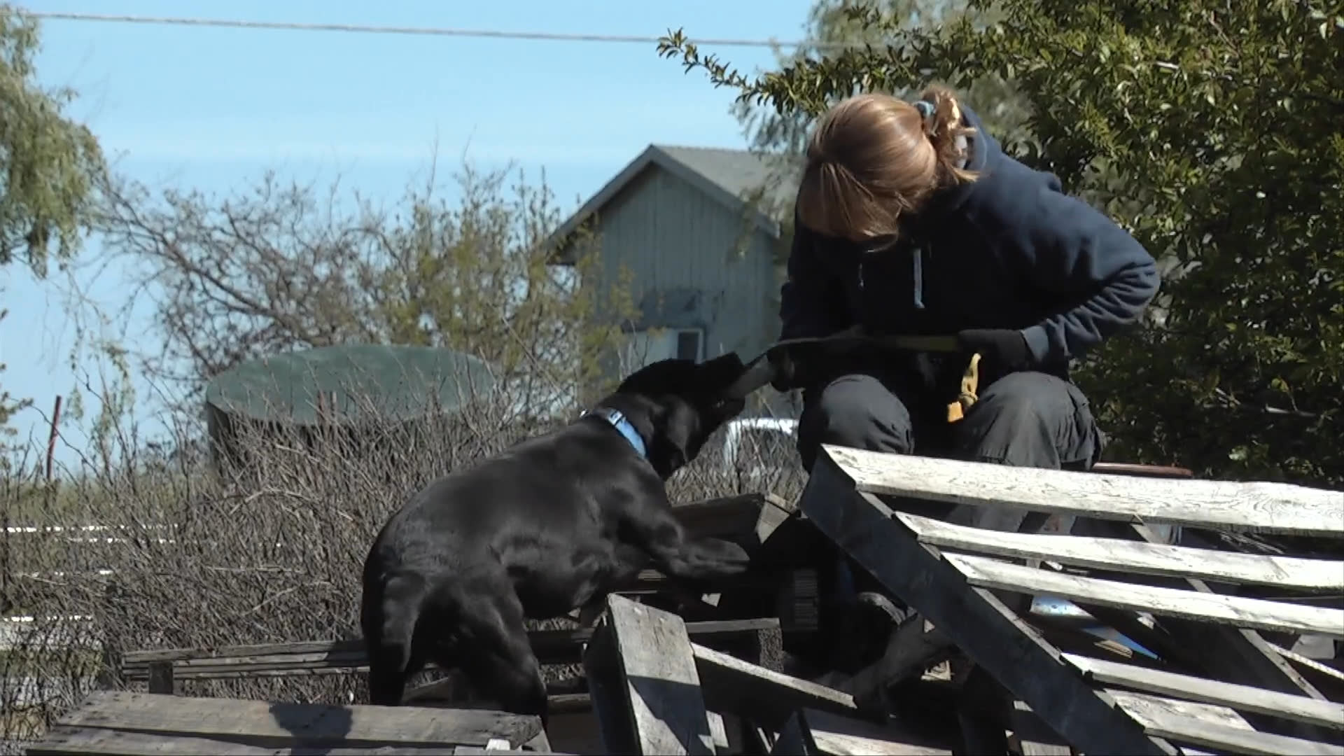 Handlers lead Labrador Retrievers through rigorous search and rescue field exercises, including obstacle navigation and debris retrieval, to hone operational skills.