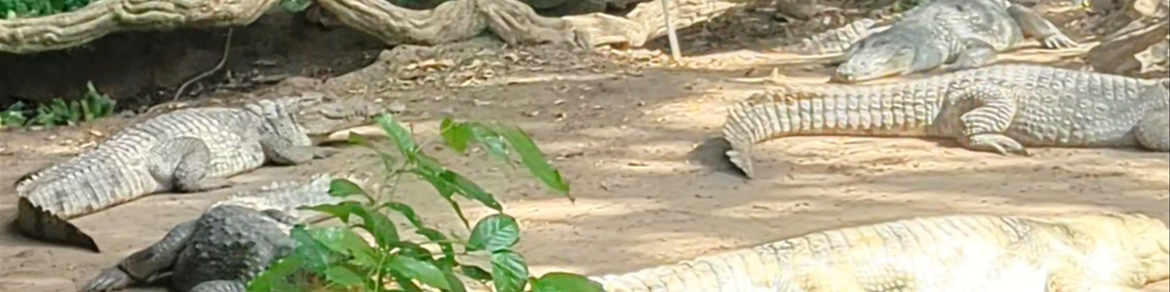 Crocodile Pool