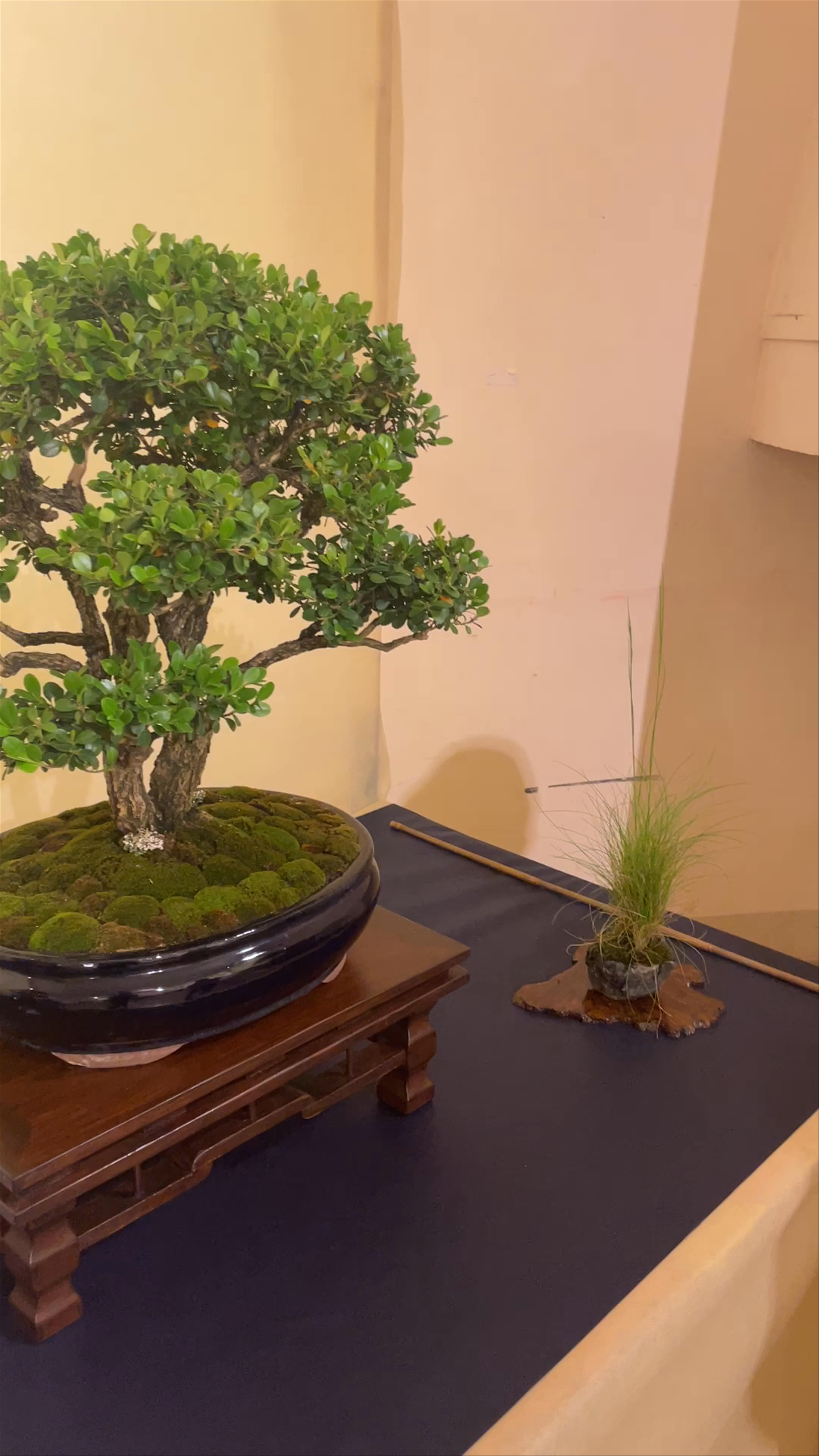 Prato Bonsai