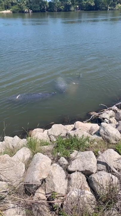 Manatee Observation Deck - Parks Near Me