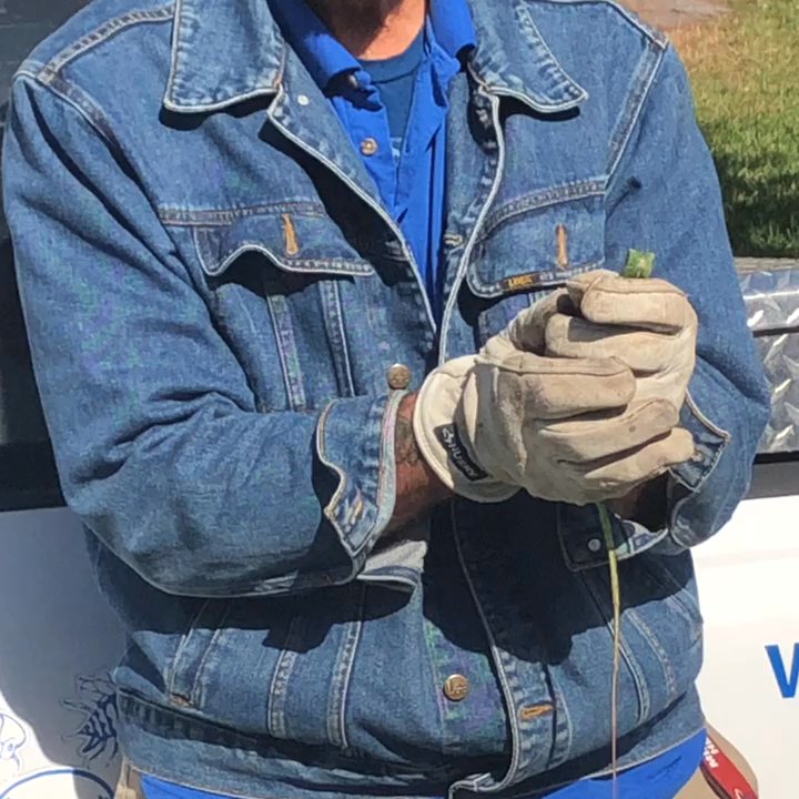 Atlantic Pest Control - Young iguana being released - Pest Control Near Me