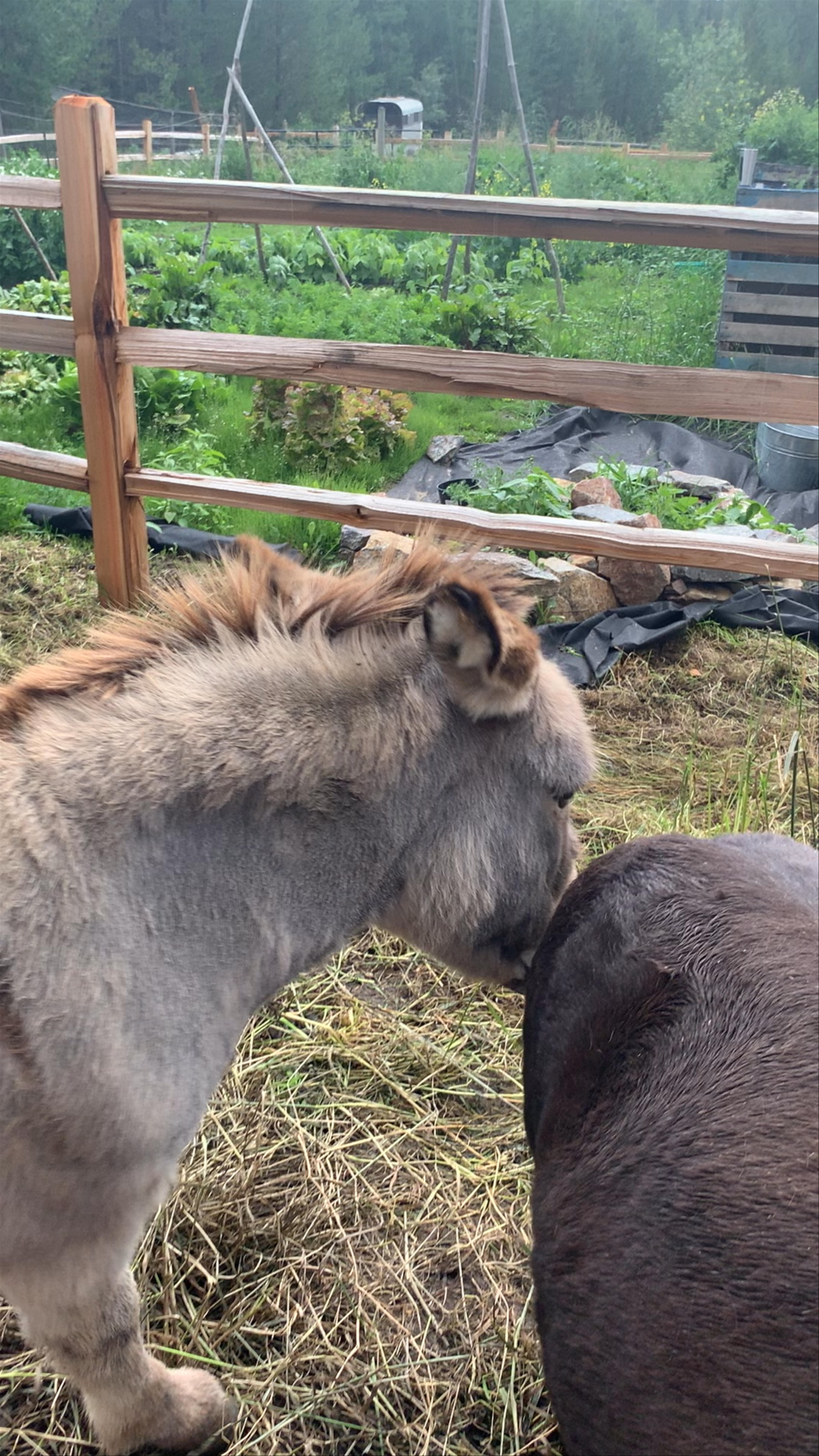 Willow Ranch Valemount