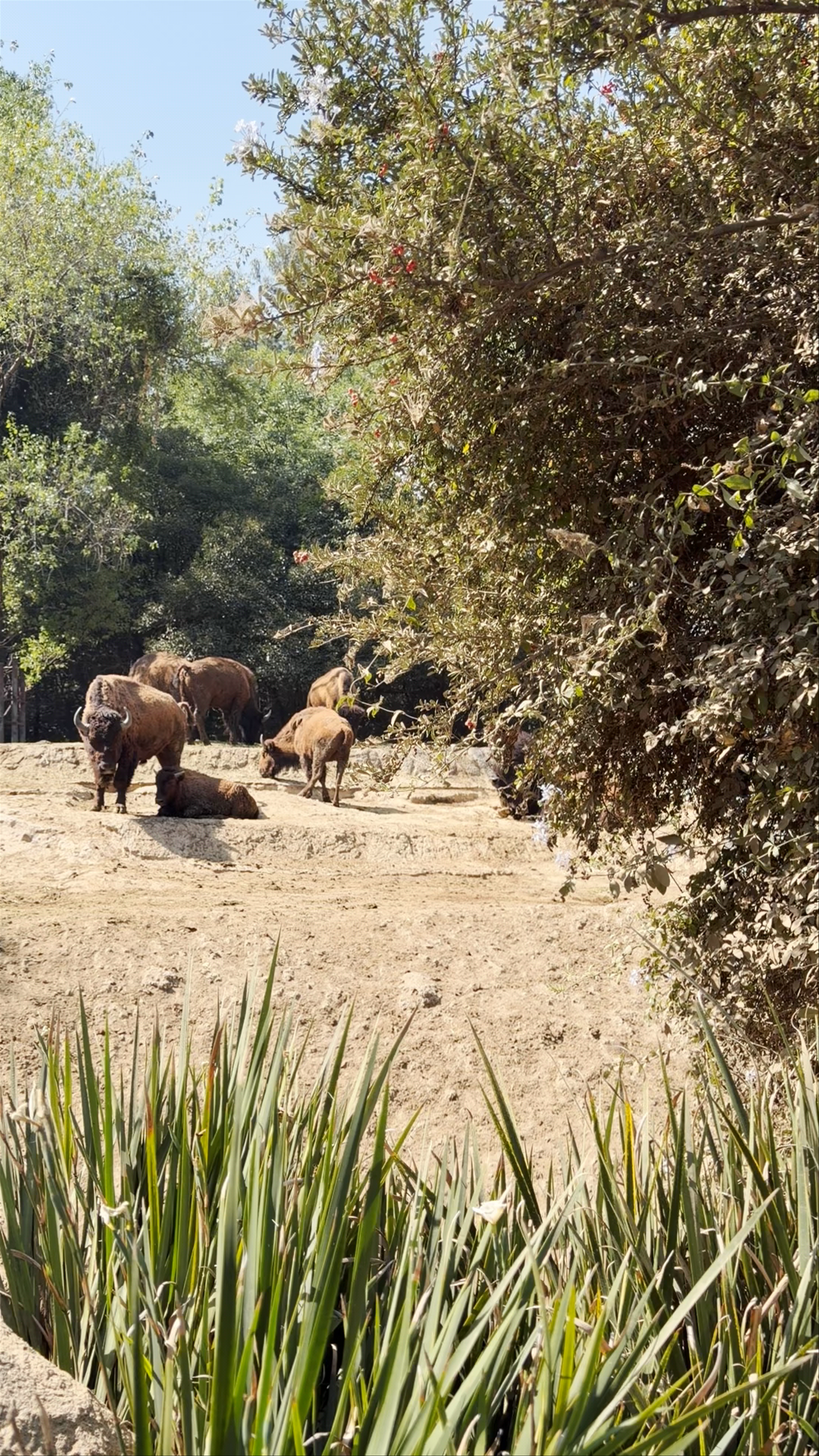 Zoologico De Chapultepec