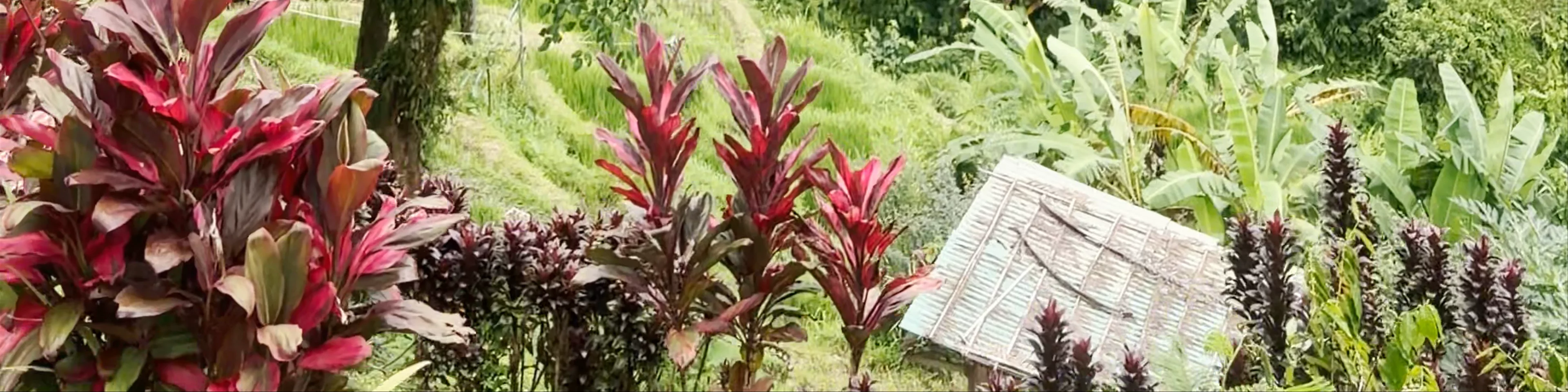 Tegallalang Rice Terrace