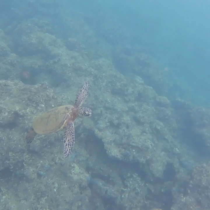Reef Guides - Finding the turtles!!!! - Tours Near Me