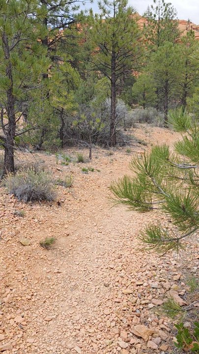 Red Canyon - View from Pink Ledges Trail in Red Canyon - Landmarks & Historical Buildings Near Me - Panguitch, Utah