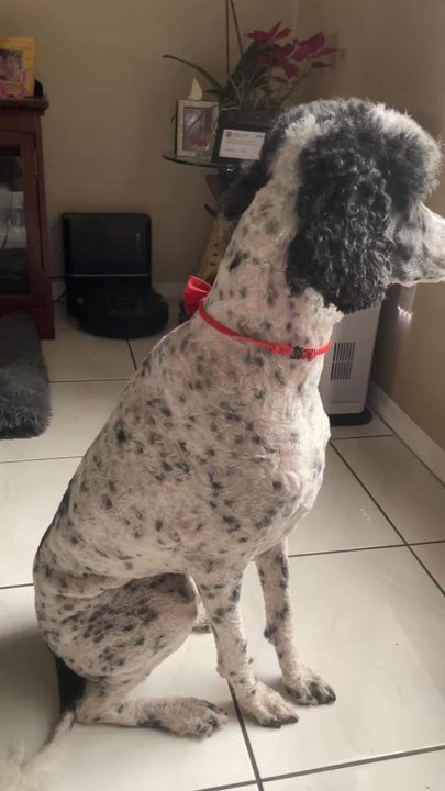 Hello Pets Groomers - Harley standard poodle - Pet Groomers Near Me