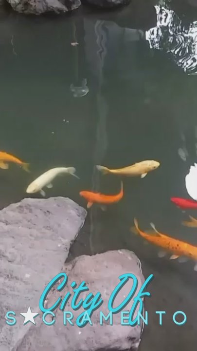 Advanced Micro-Endodontics - Beautiful koi pond - Endodontists Near Me - Sacramento, California