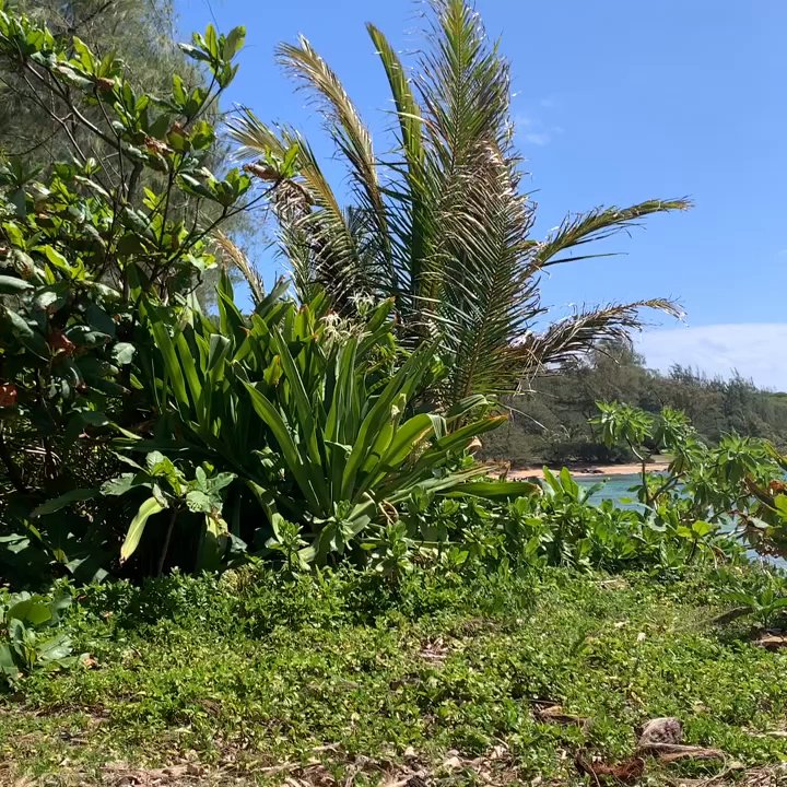 Moloa'a Beach - Beautiful and tranquil beach in a secluded bay. Refreshing water temps and no crowds with Good snorkeling and good swimming too! - Beaches Near Me - Kilauea, Hawaii