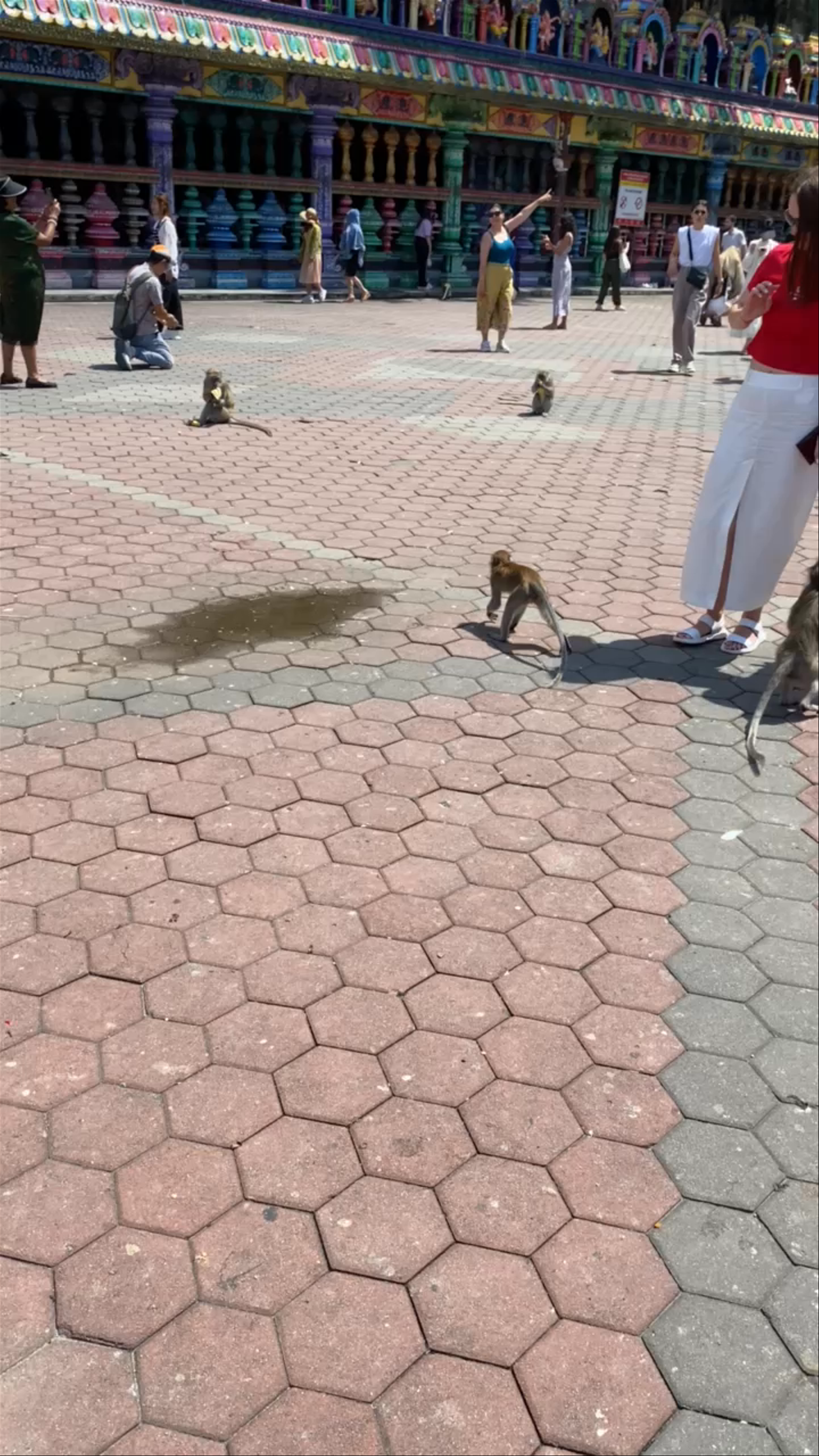 Batu Caves: Vibrant Cultural Encounter with Monkeys in Selangor, Malaysia