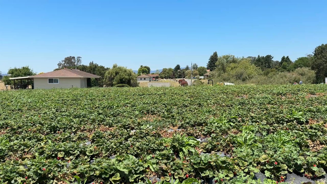 Gizdich Strawberry Patch - Strawberry fields forever - Pick Your Own Farms Near Me - Watsonville, California