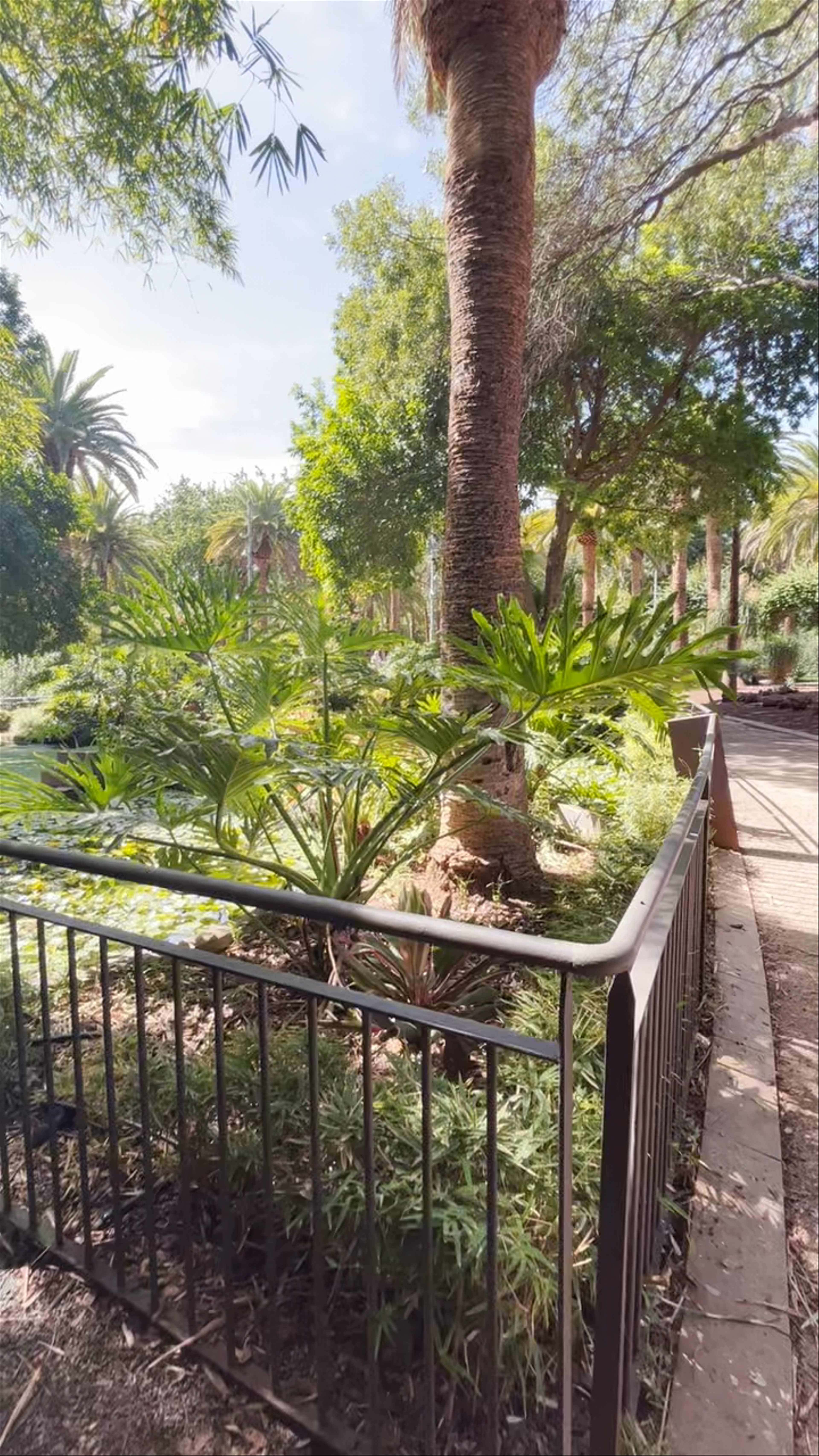 Peaceful Garden Oasis at Parque García Sanabria, Santa Cruz de Tenerife