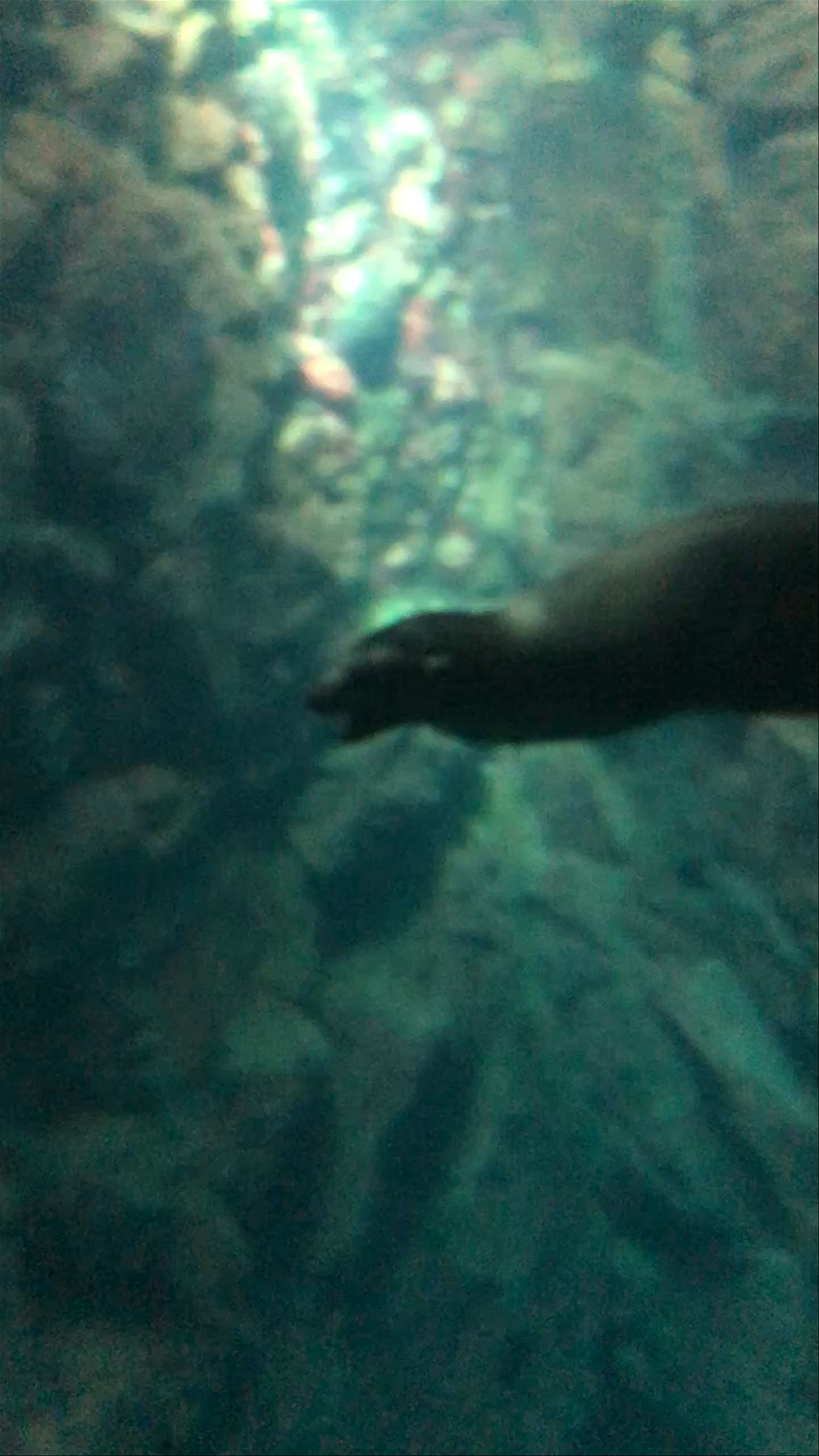 Osaka Aquarium Kaiyukan