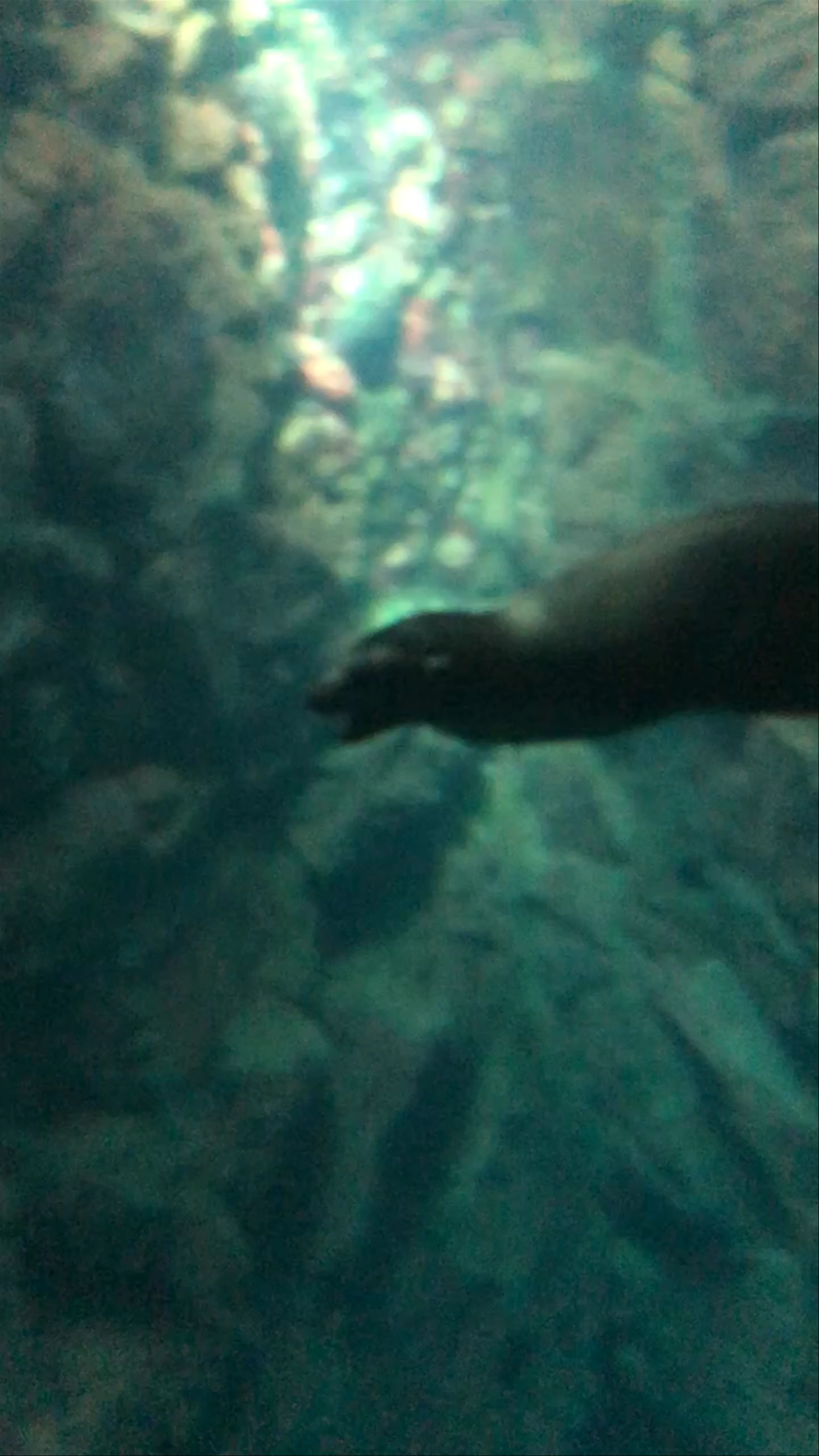 Aquarium Kaiyukan