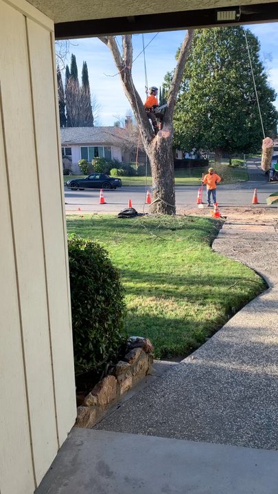 BP Tree Services - Tree Services Near Me - Gold River, California