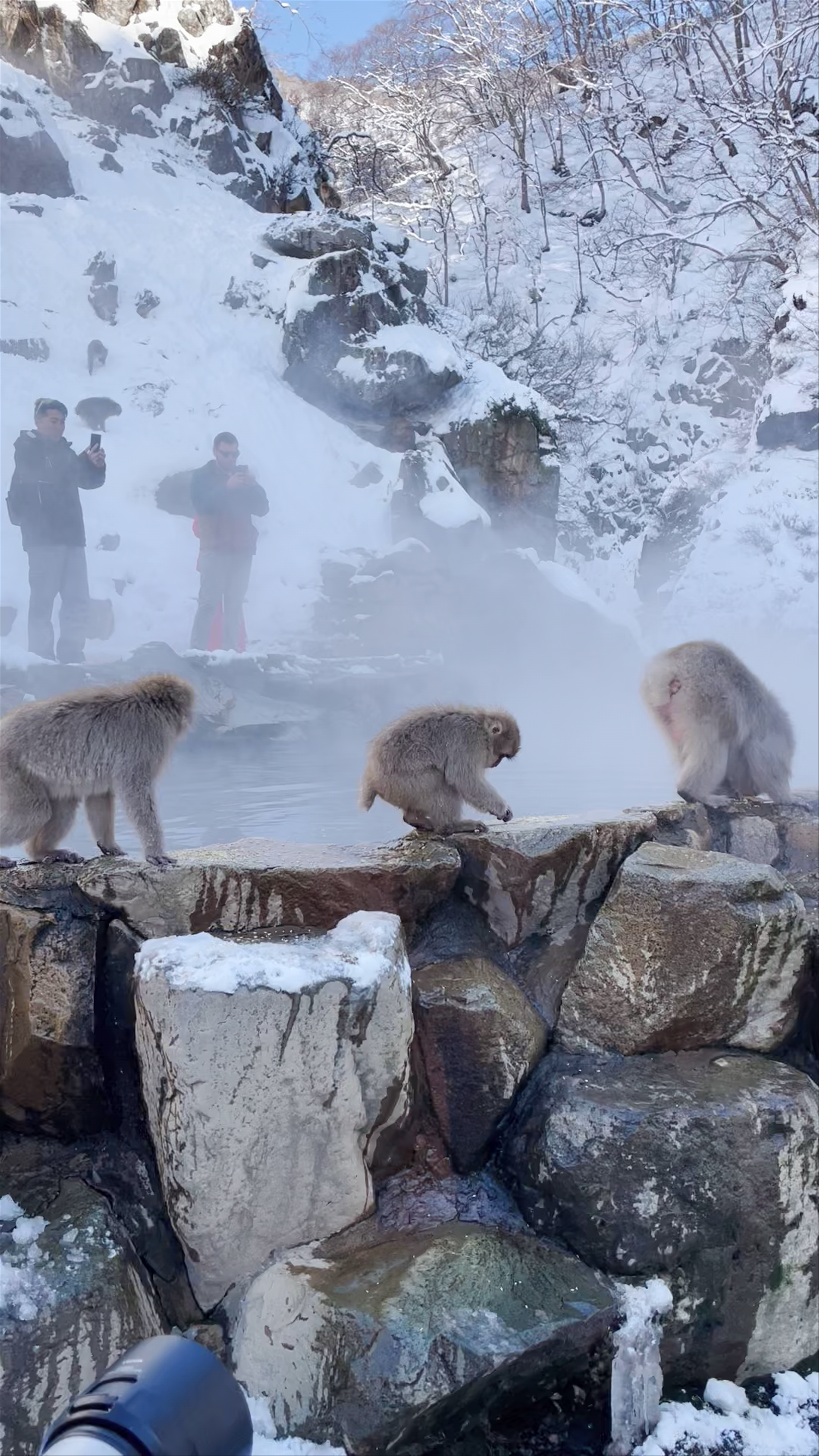 Snow Monkey Park(Jigokudani Yaen Koen)
