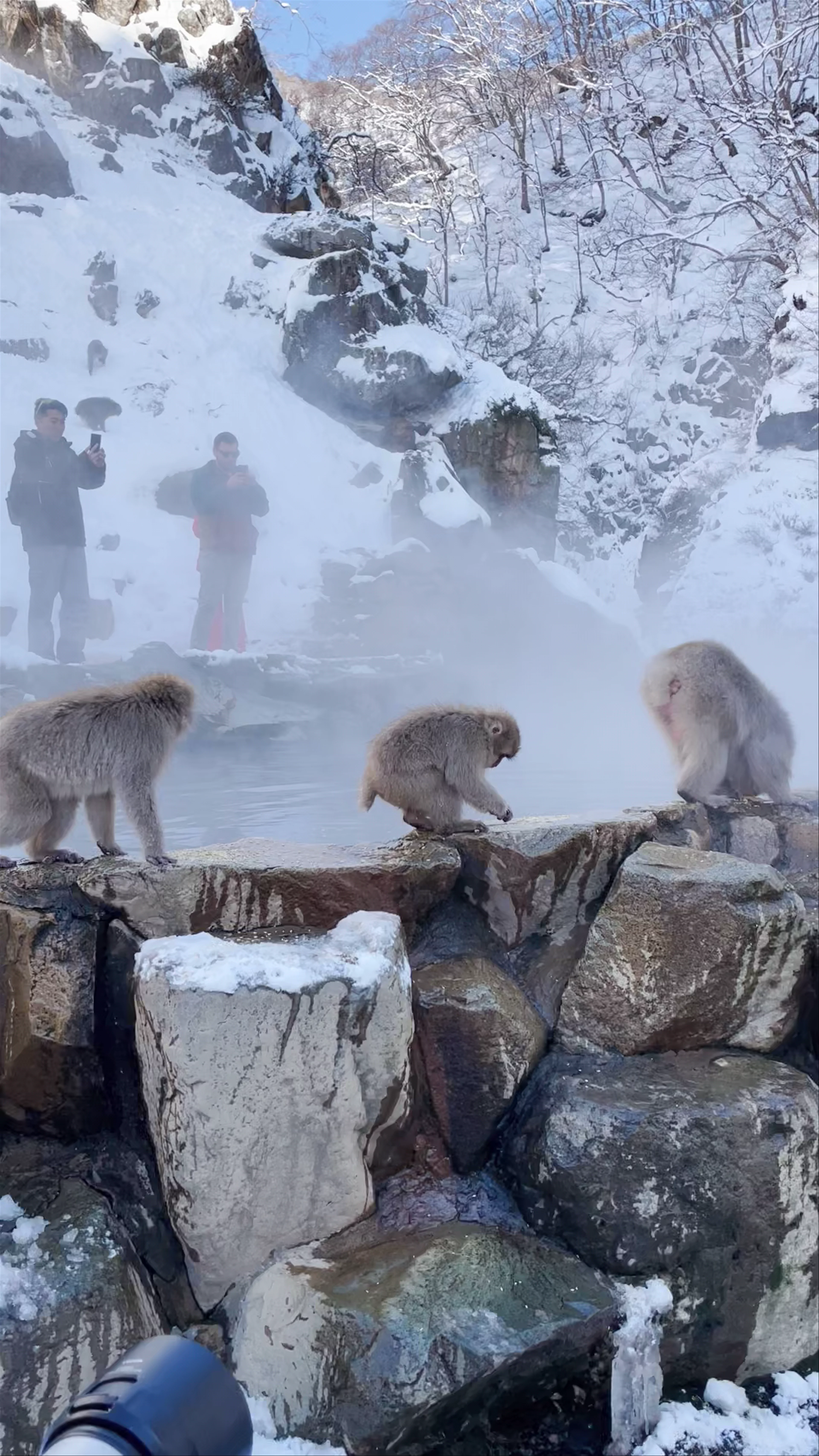 Snow Monkey Park(Jigokudani Yaen Koen)