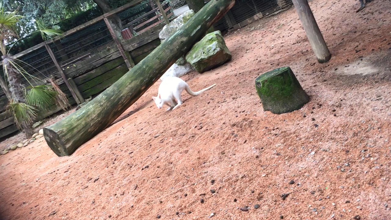Le Cornelle - Le Cornelle- il cucciolo di canguro ALBINO! Tra i pochi al mondo! - Zoos Near Me - Valbrembo, BG