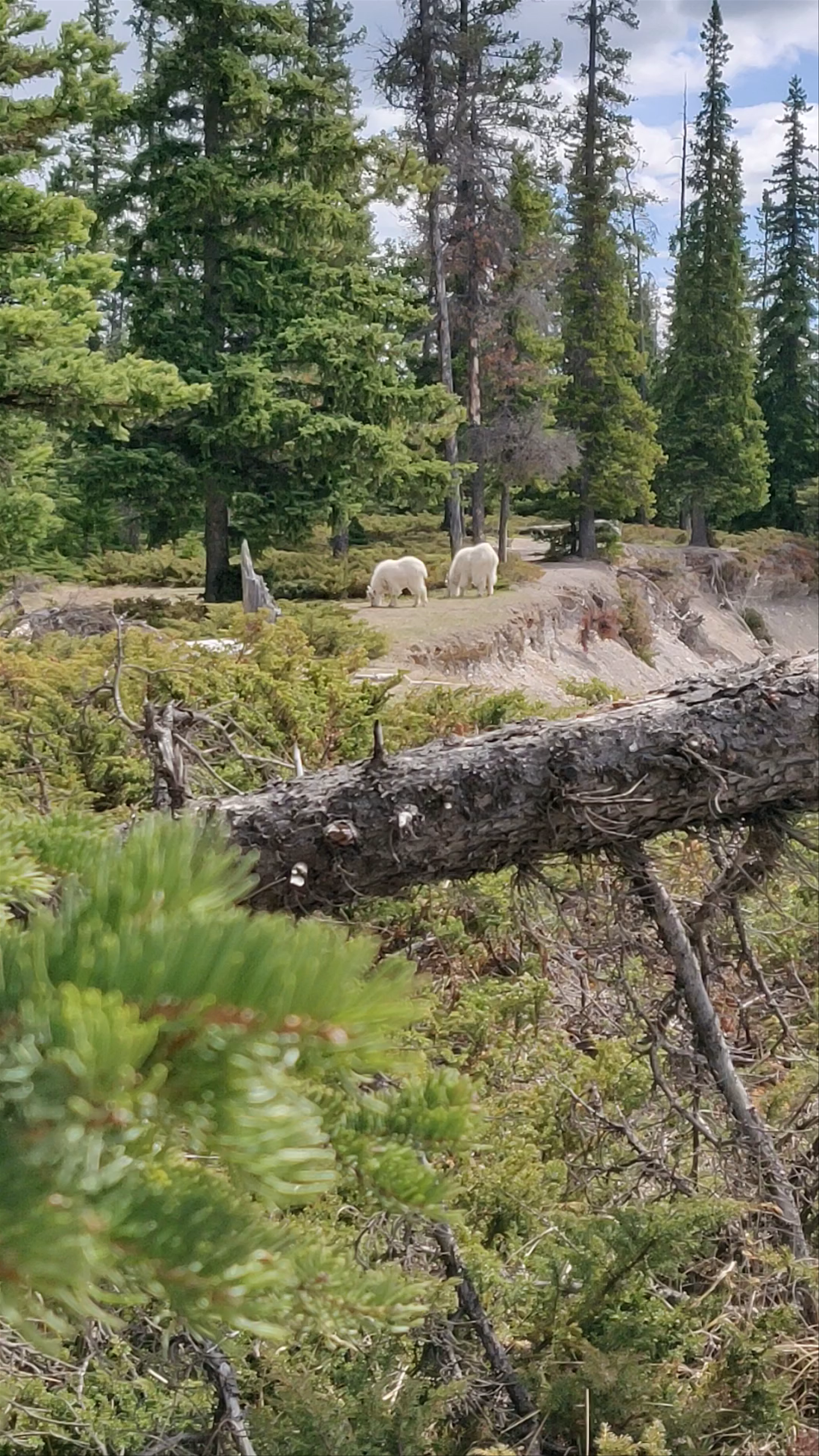 Goats & Glacier Lookout
