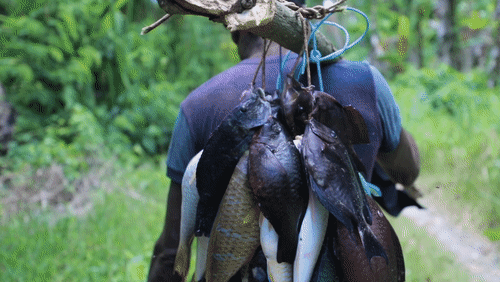 The Day's Catch in North Efate, Vanuatu animated gif
