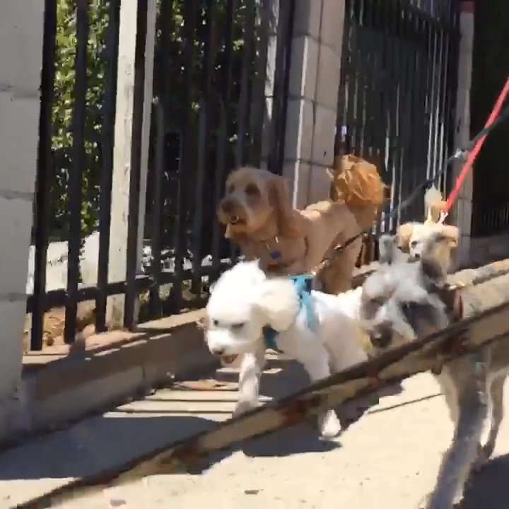 Yo Dog Walker - So hilarious. I'm really excited I found YO! - Dog Walkers Near Me