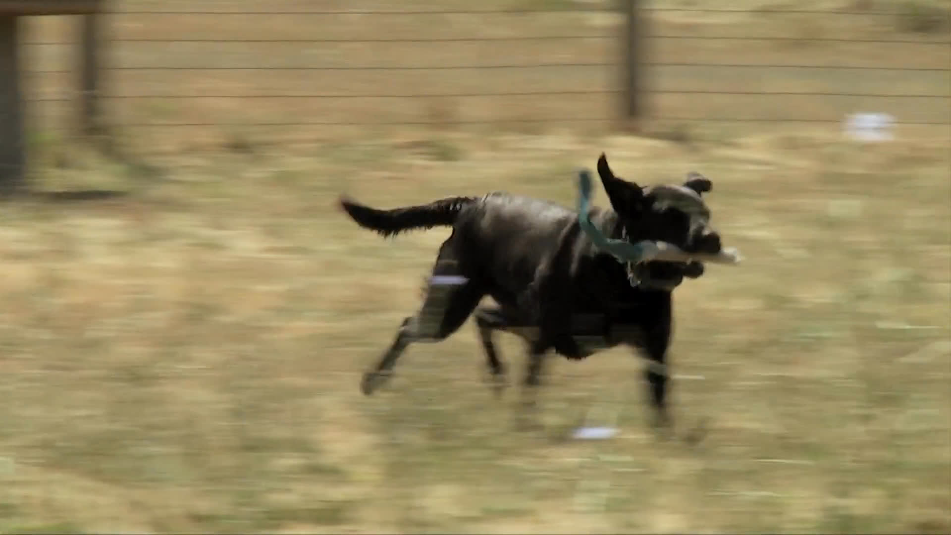 A K9 handler guides a black labrador through agility exercises and object retrieval in an open field setting. The dog successfully navigates elevated platforms and returns items to the handler as part of its operational training.