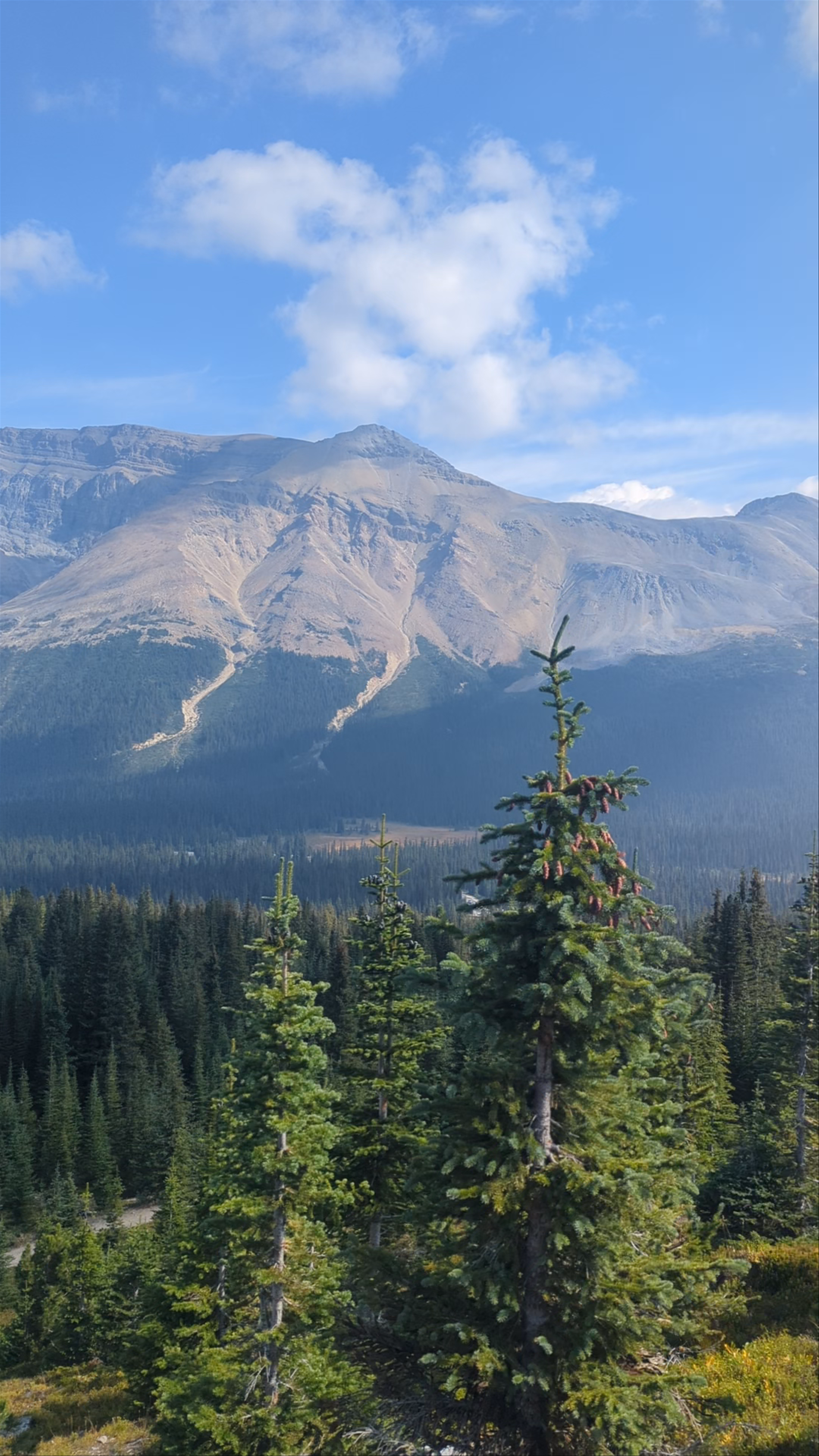 Bow Summit and Peyto Lake
