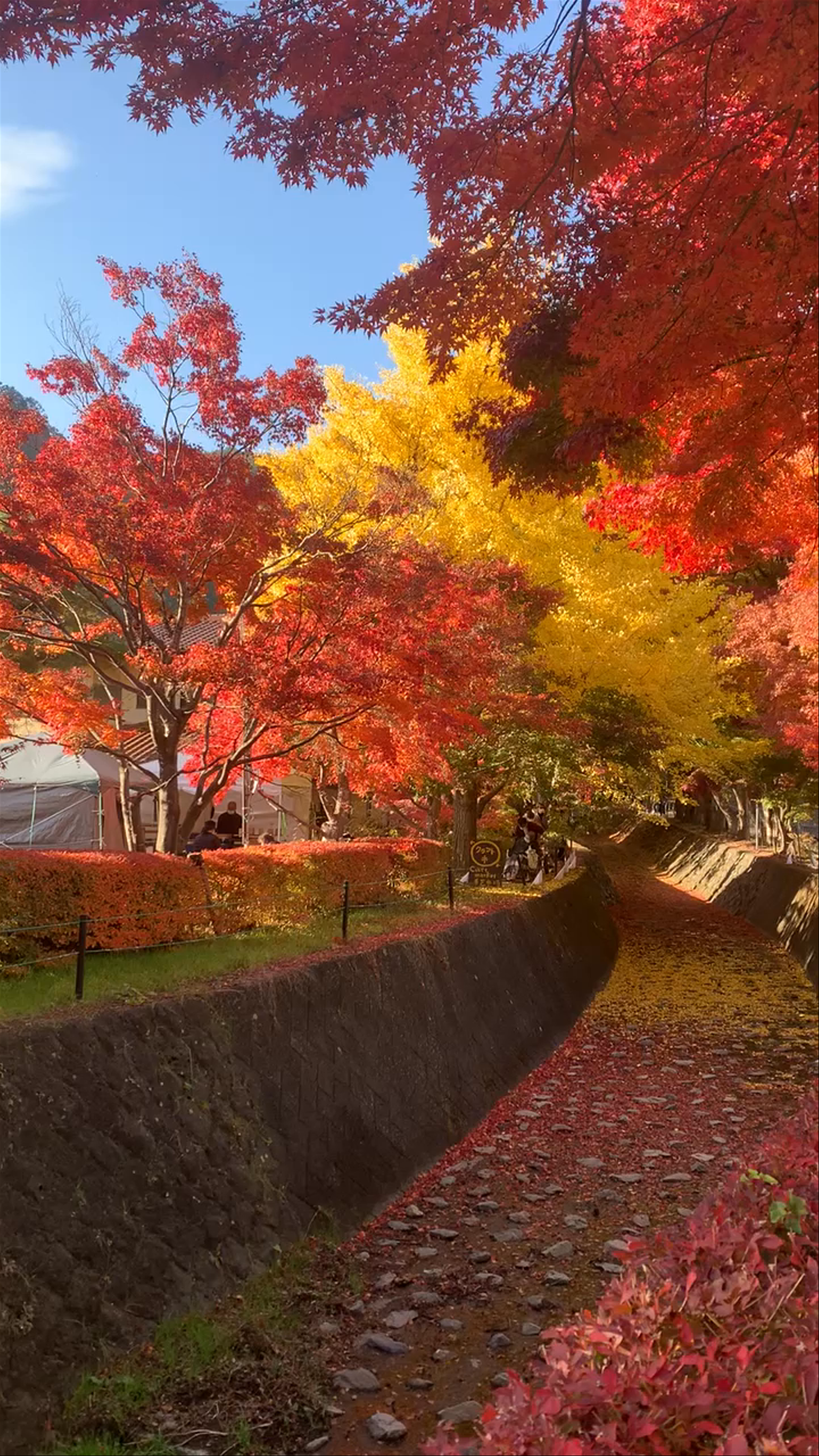 Fiery Autumn Walk at Lake Kawaguchi, Japan