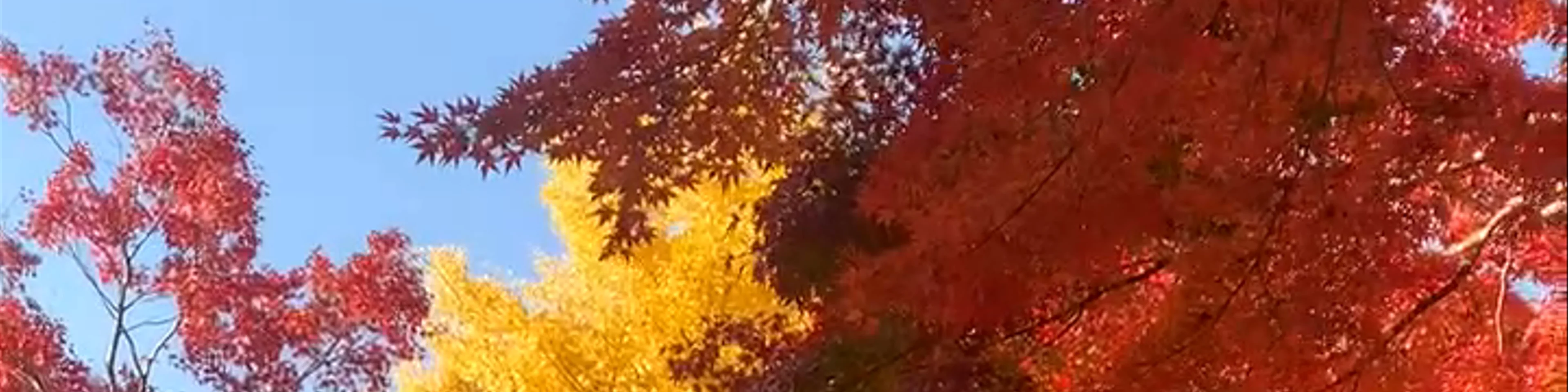 Lake Kawaguchi