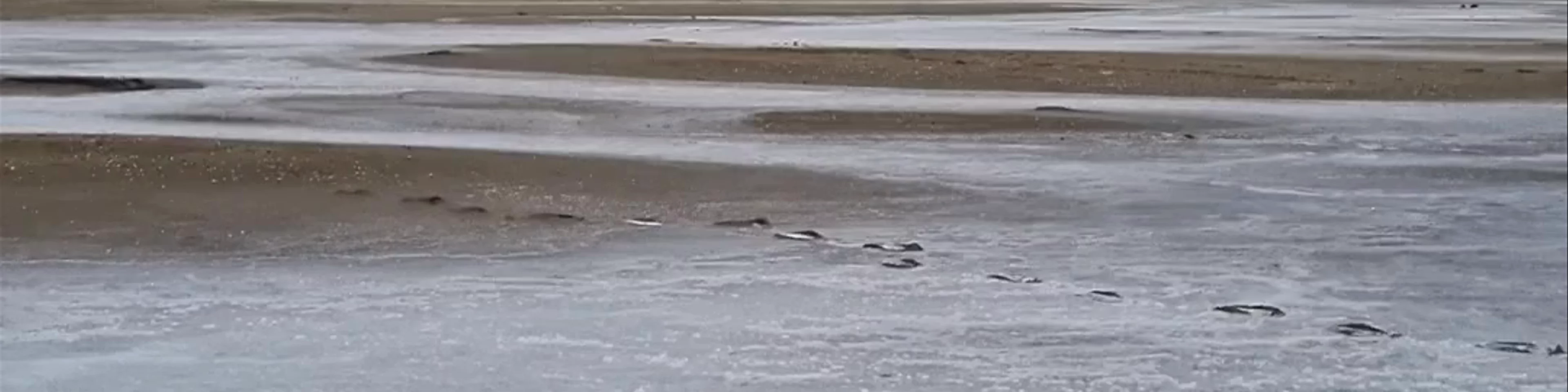 Salar de Negritos