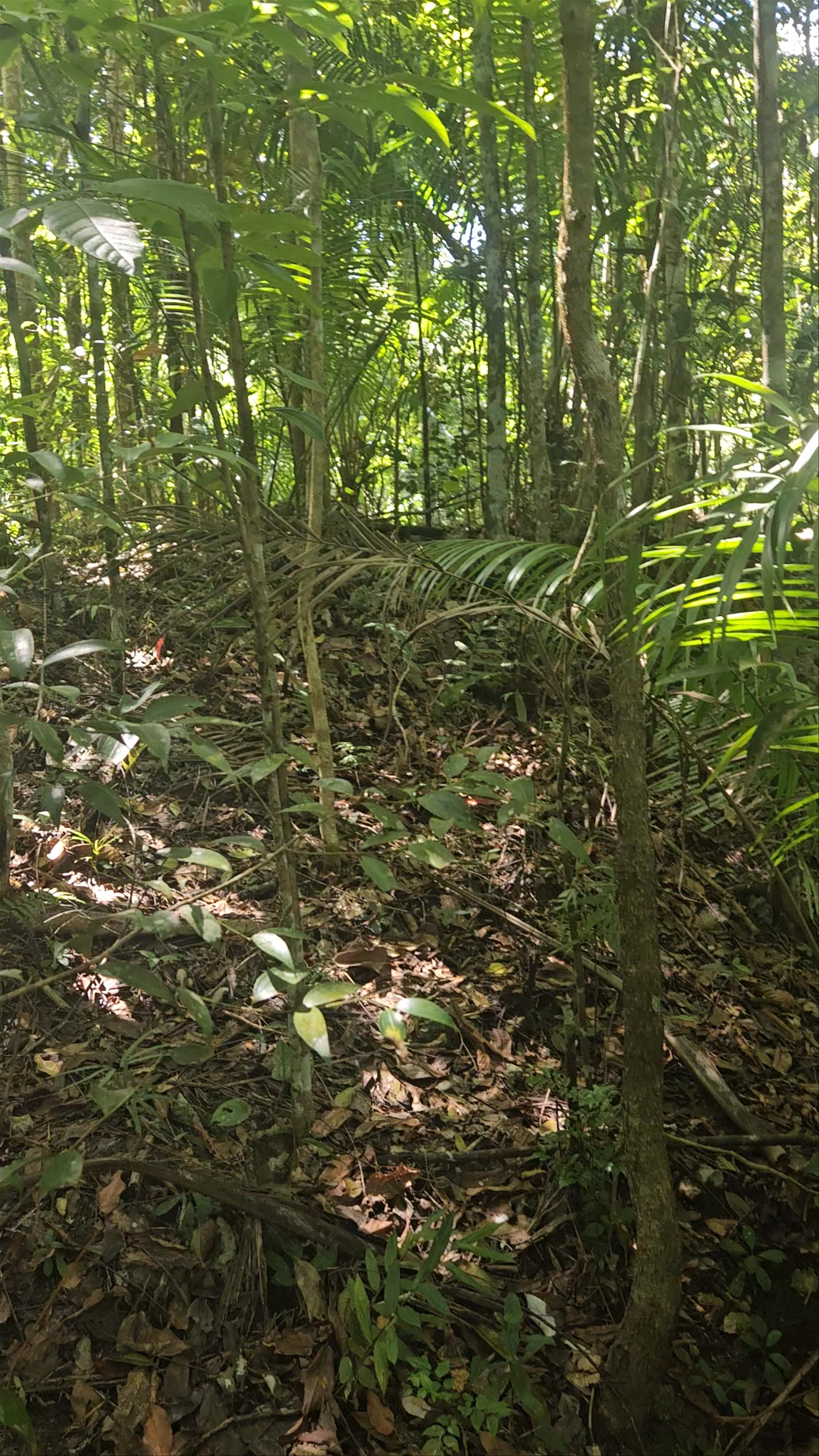 Bohol Tarsier Conservation Area