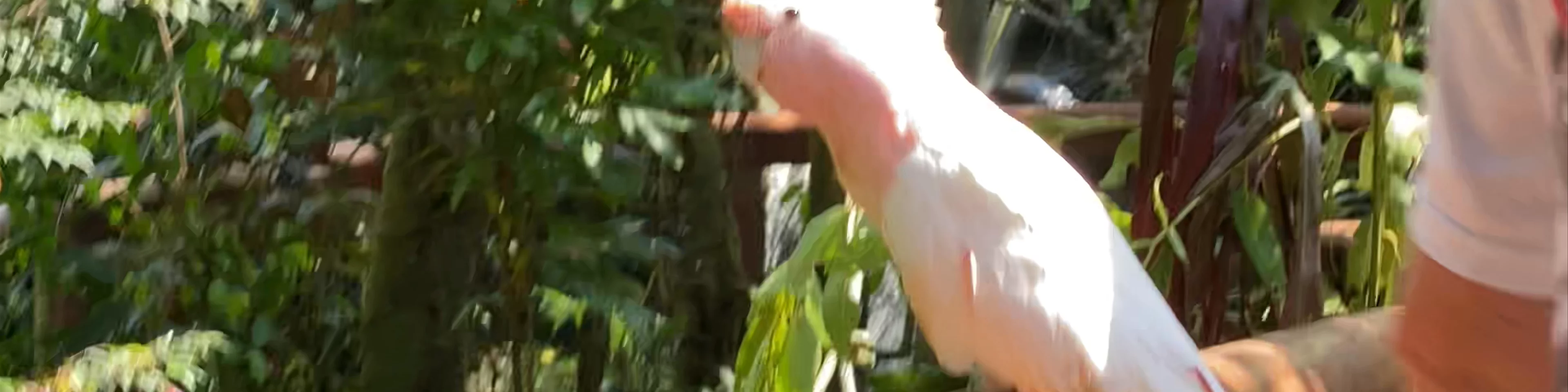 Birdworld Kuranda