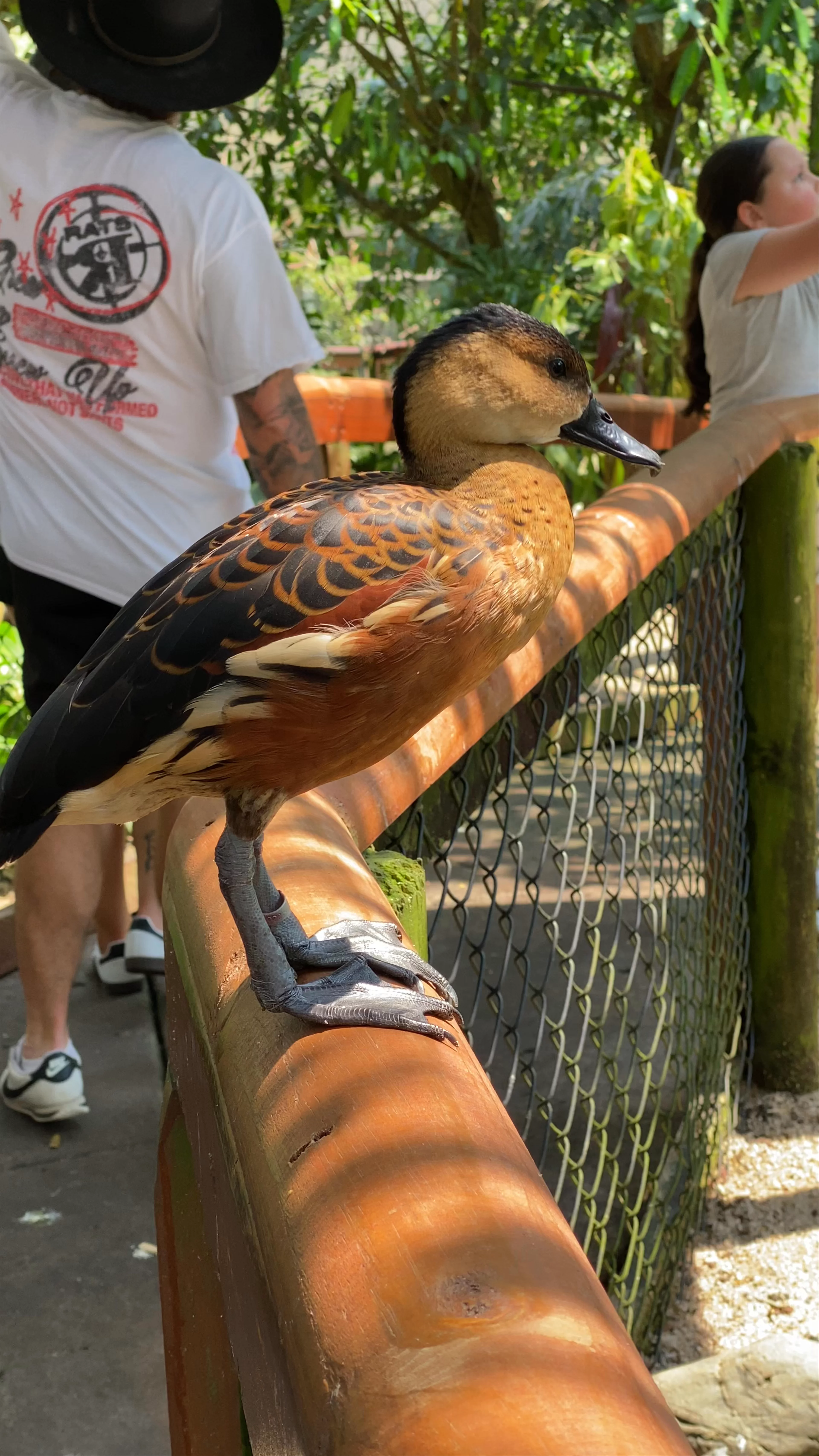 Birdworld Kuranda