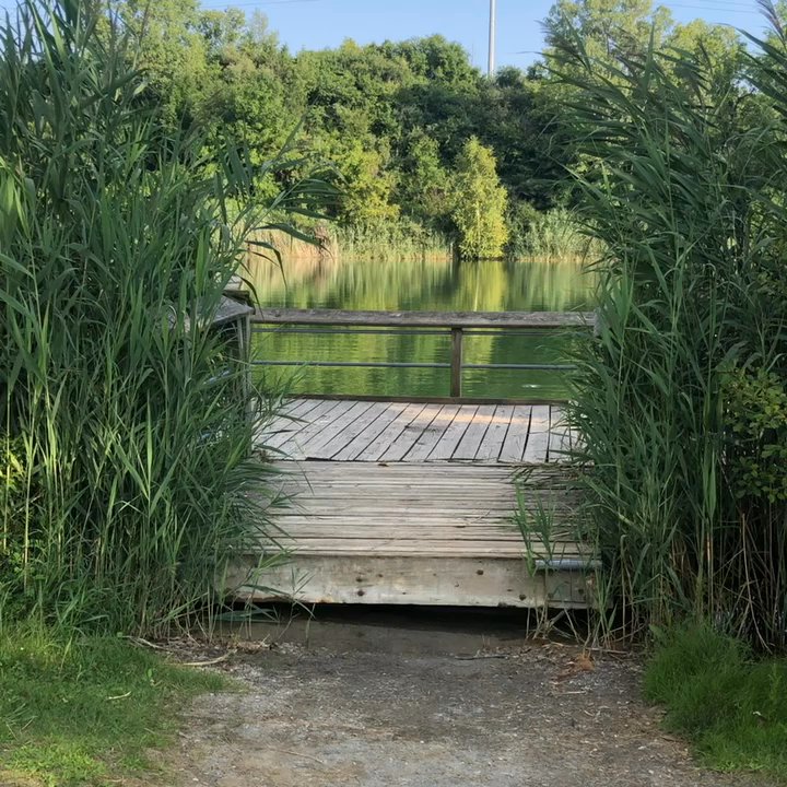 Lillie Park - Parks Near Me - Ann Arbor, Michigan