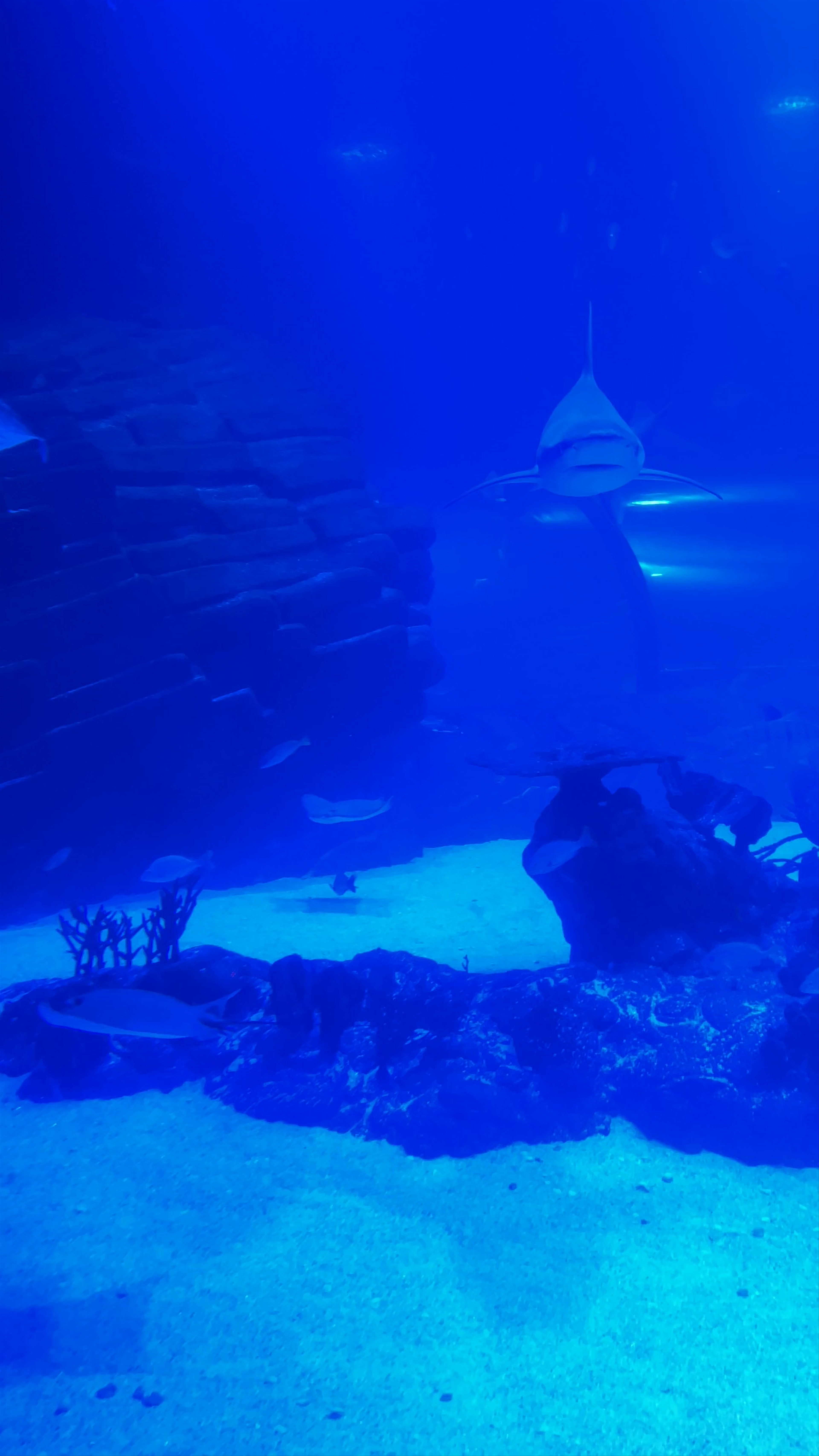 Atlantis Aquarium Madrid