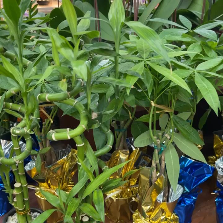 99 Ranch Market - Orchids Bamboo and Money Trees - Seafood Markets Near Me - Alhambra, California