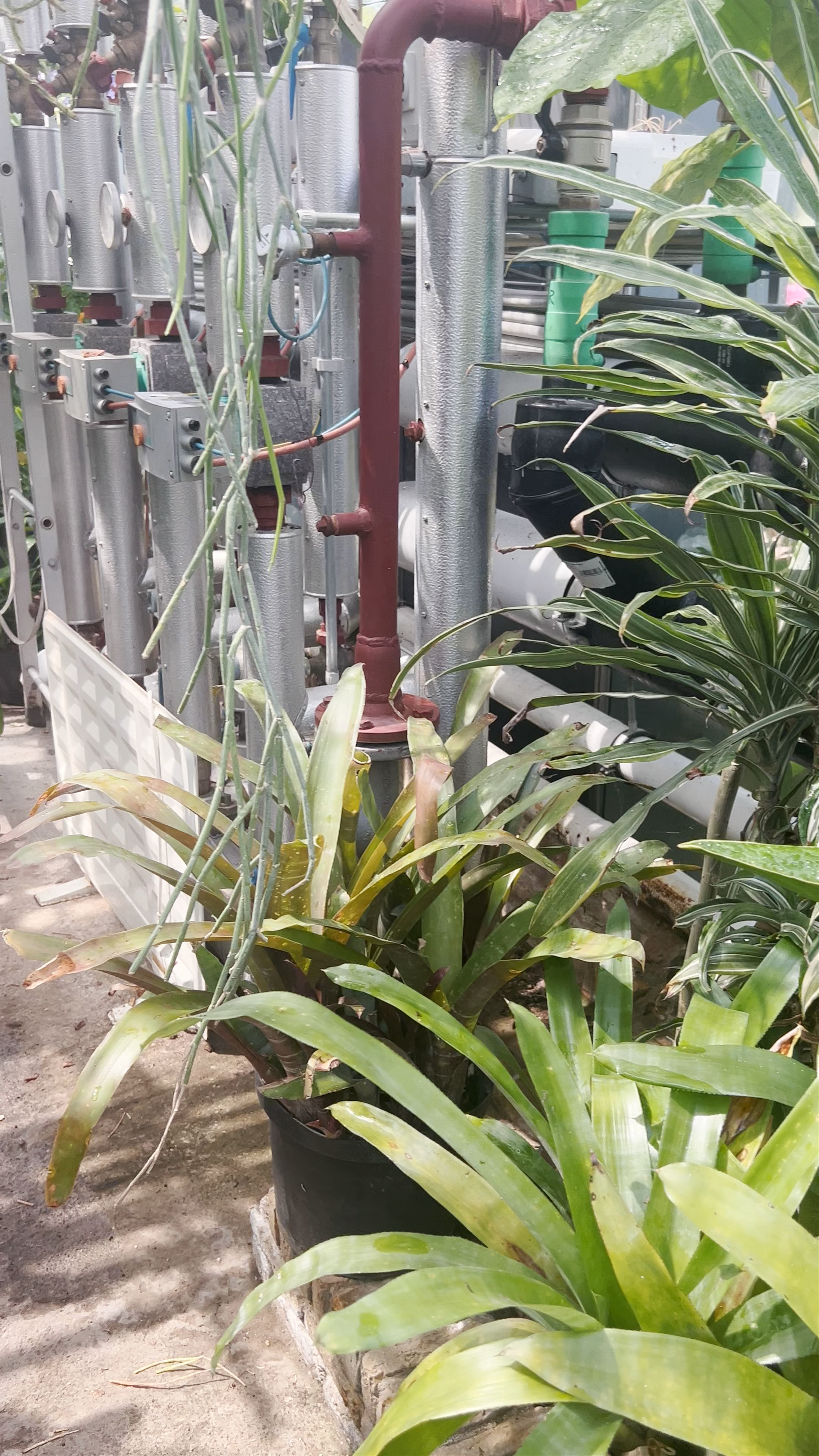 Hortus Botanicus