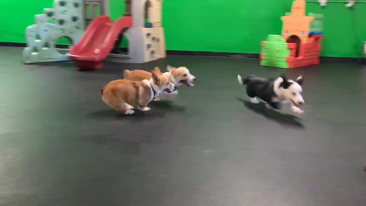 Simi Valley Pet Resort - Ace playing chase with his new friends at Simi Valley Pet Resort! Corgi party! - Pet Boarding Near Me - Simi Valley, California