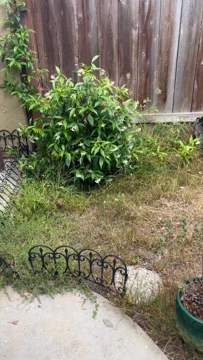 True Shine Building Services - Before True Shine - Landscaping Near Me - El Cajon, California