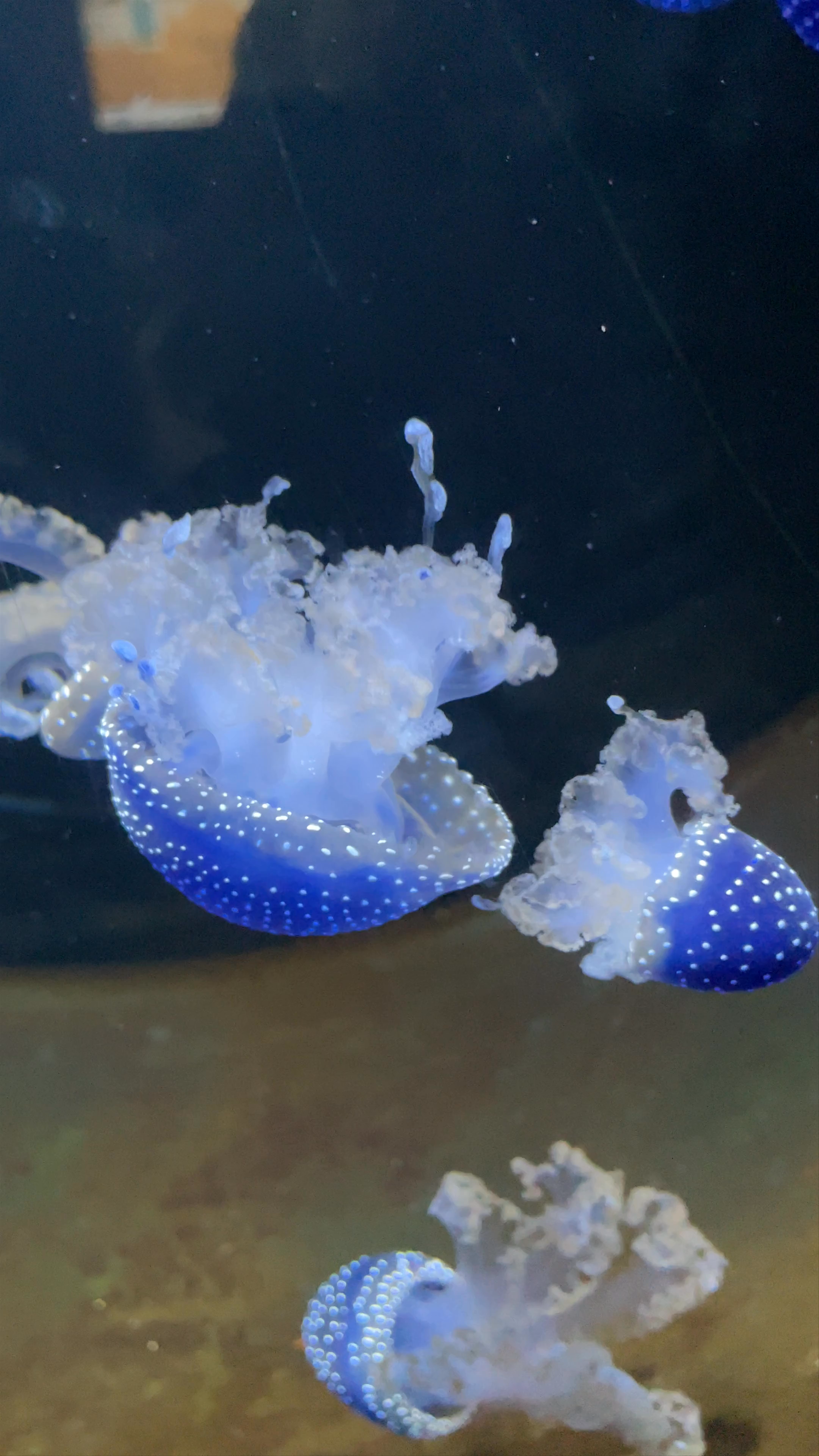 Aquarium