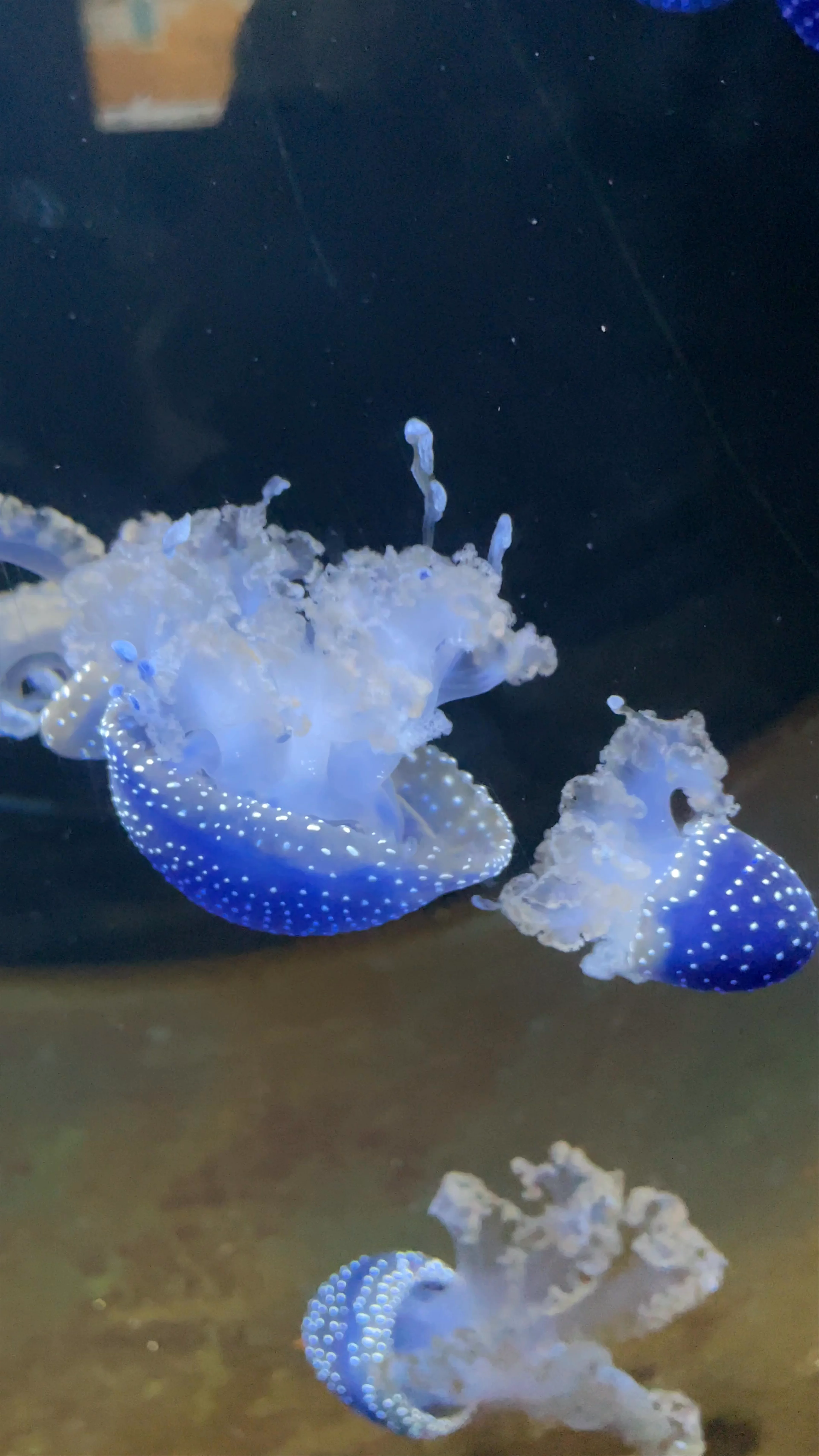 Aquarium, Carretera Zarzón